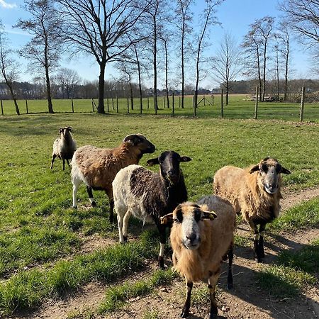 Ferienhof Westermann Waldblick Lähden Exterior foto